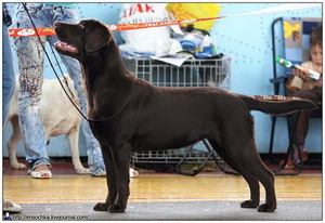 Litter "Ch" born 06.12.2011